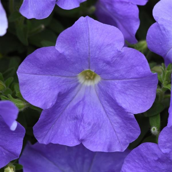 Petunia hybrida E3 easy wave Sky blue 20 semien